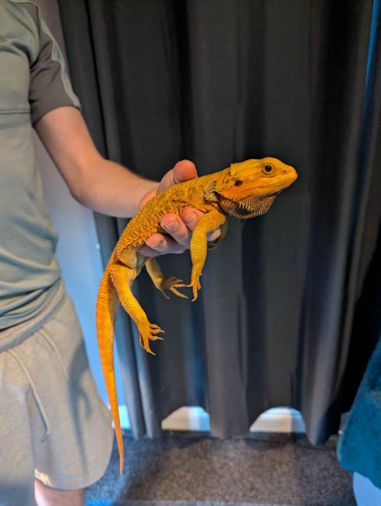 Leather back Bearded Dragon 18 months old