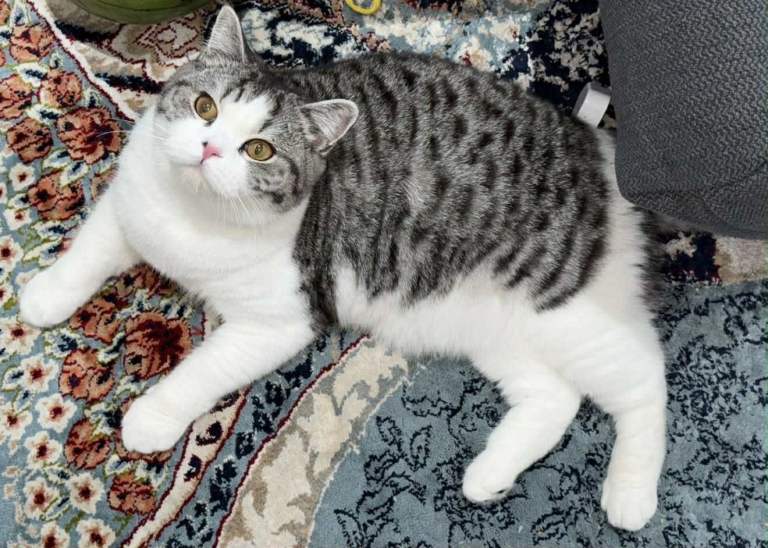 Mix female cat Scottish and British shorthair