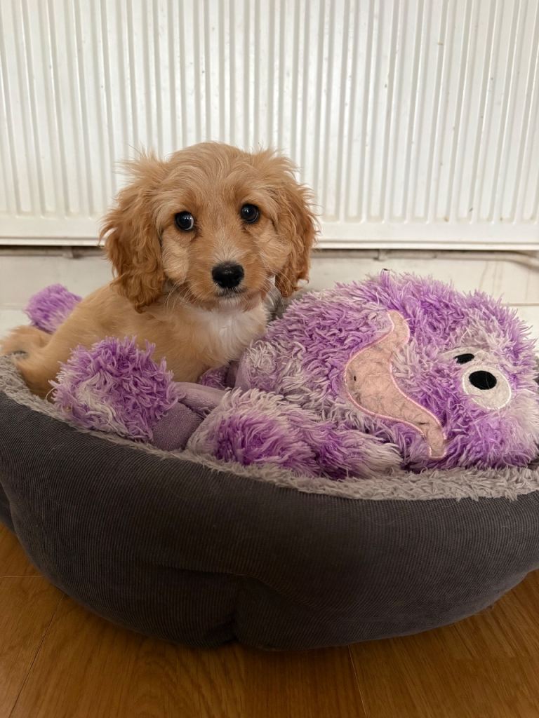 Beautiful Cavapoo