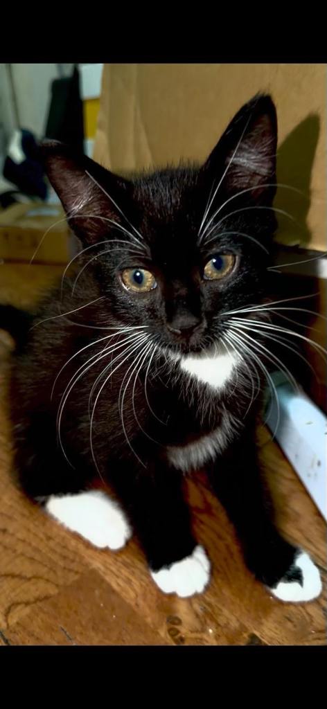 Kittens 9 weeks old 