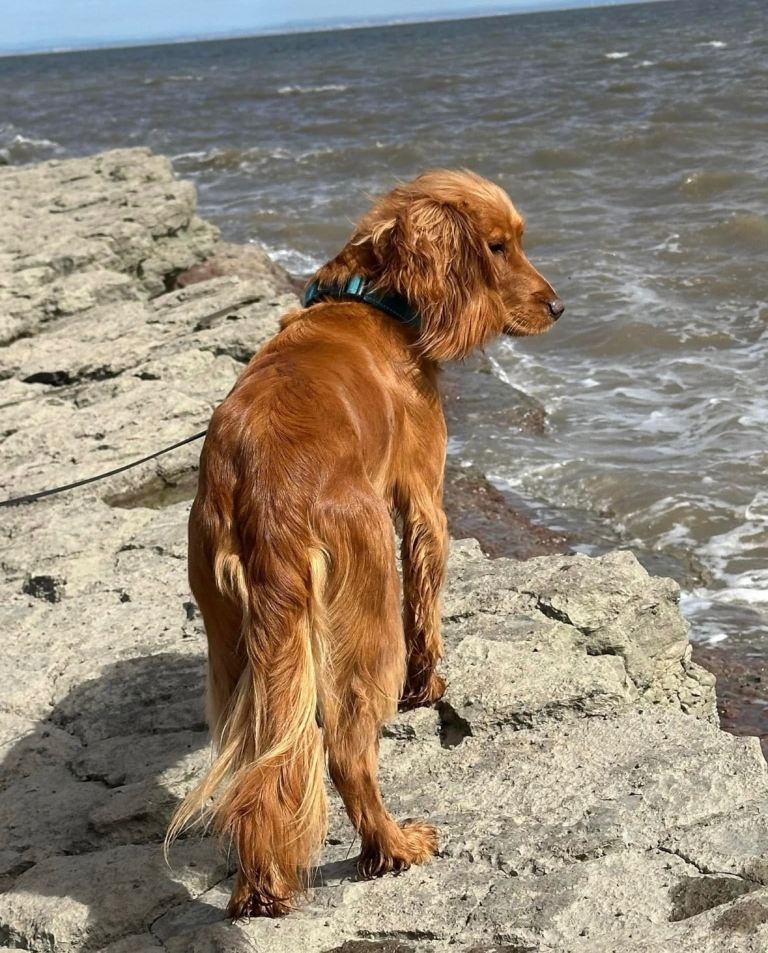 Beautiful golden springer spaniel boy