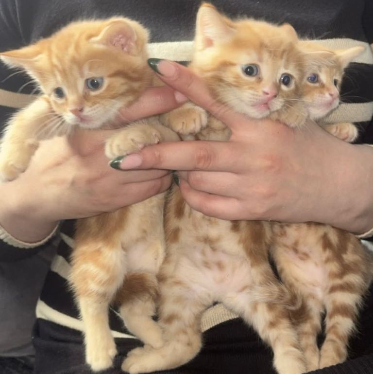 Beautiful kittens