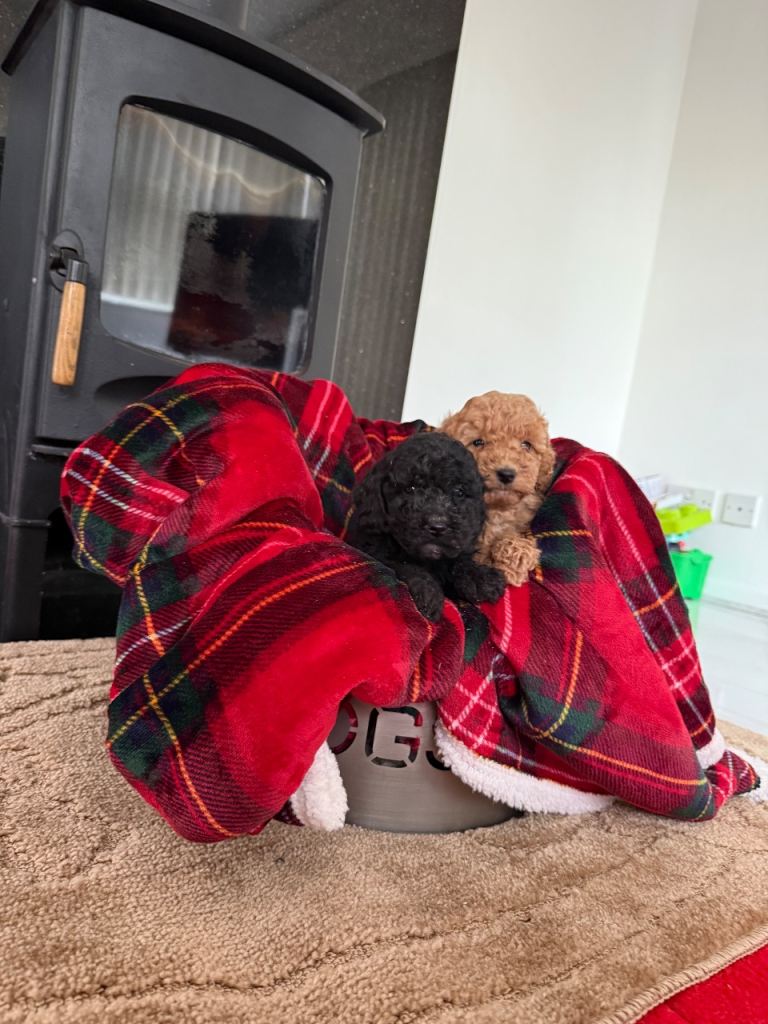 F1bb cockapoo puppies 