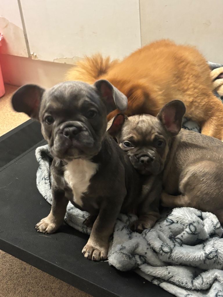French bulldog puppy’s 