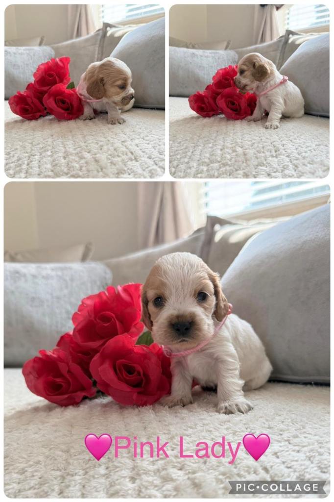 KC Show type cocker spaniel puppies 