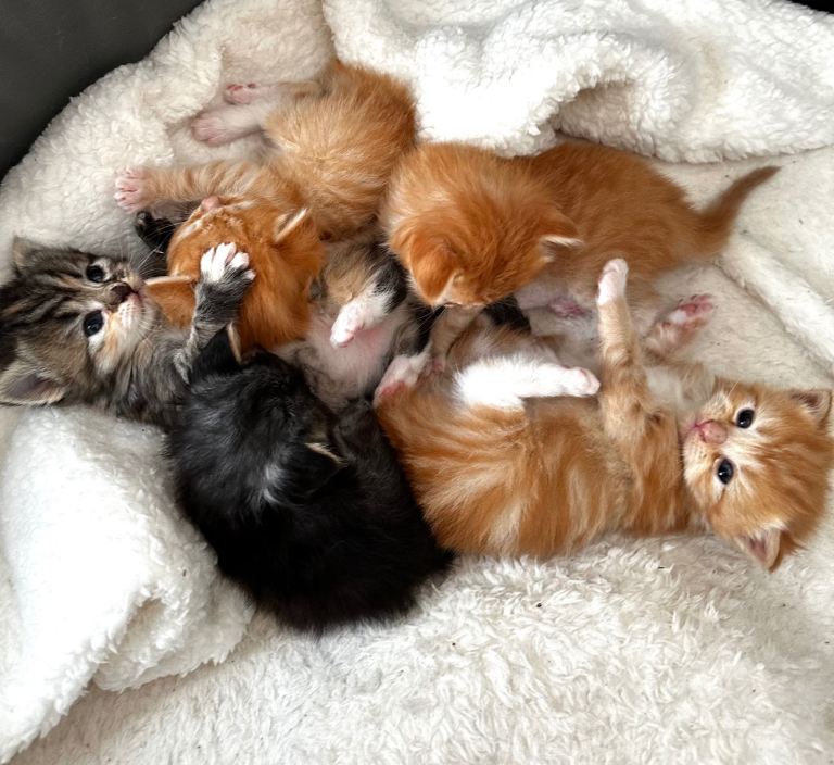 Ragdoll Cross Kittens 