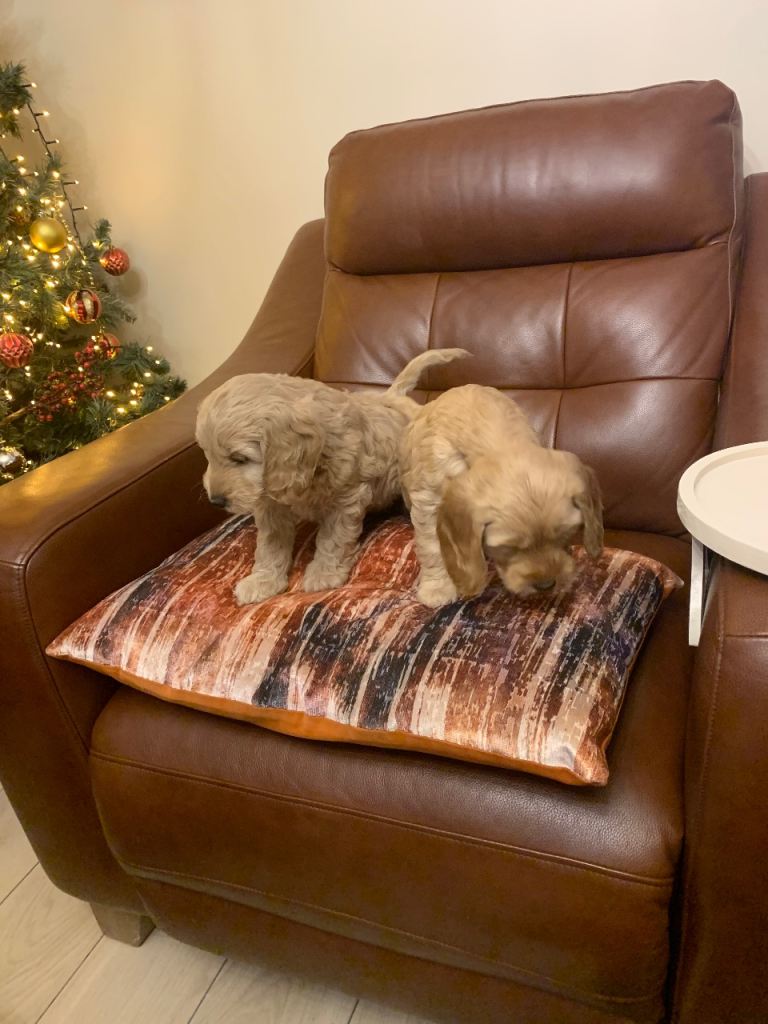 Cockapoo Puppies