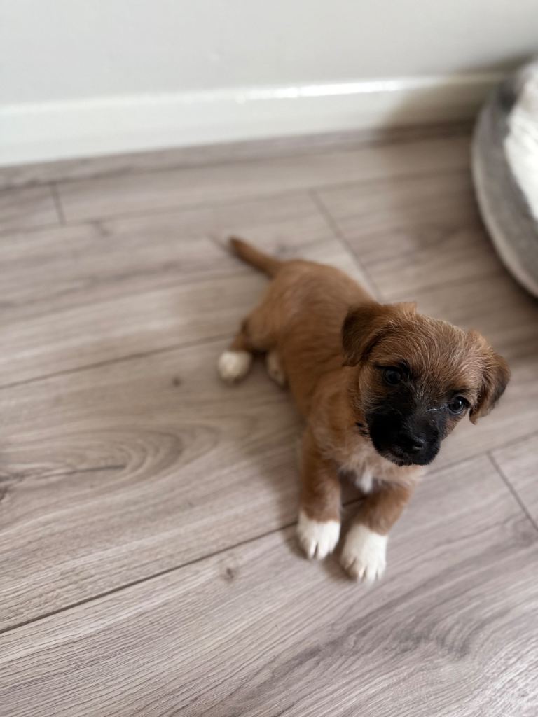 Puppies for sale, Jack Russell, mixed border terrier