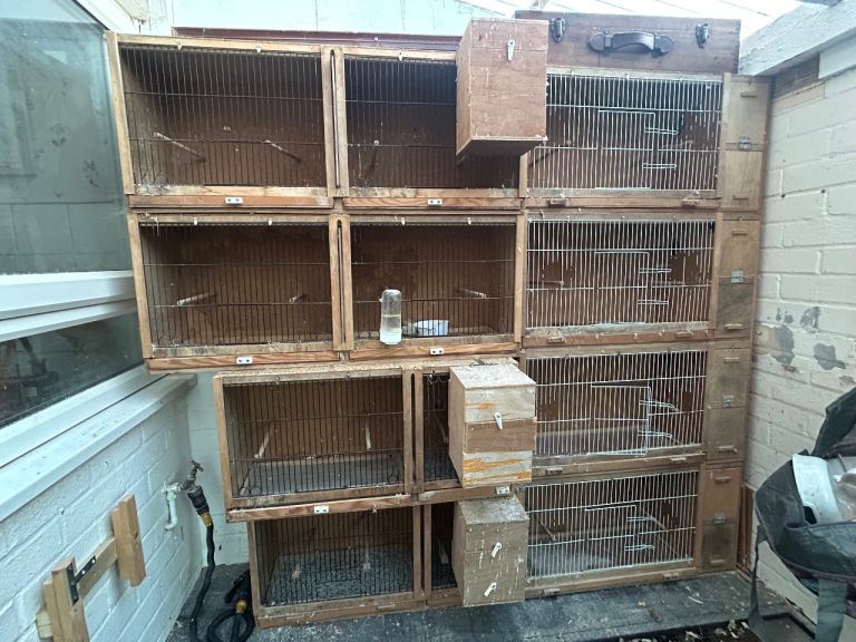 Budgie cages 