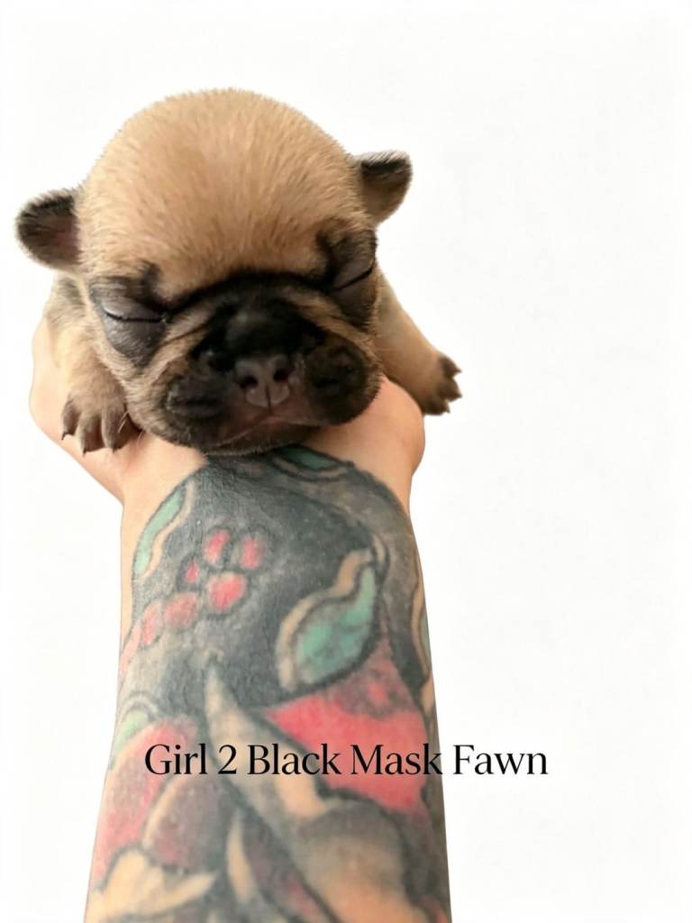 3 Female French Bulldogs