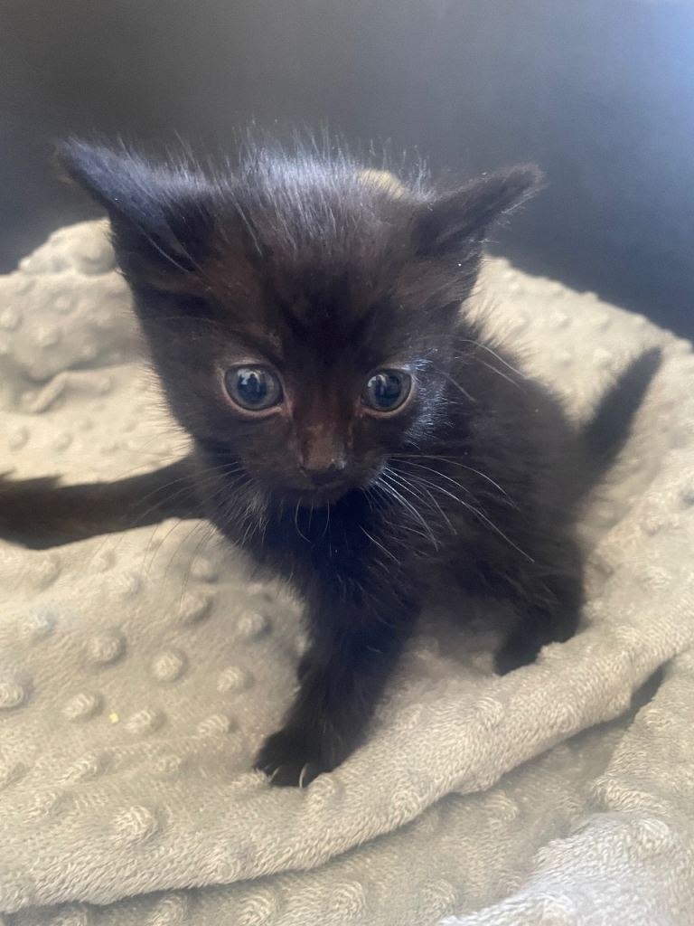 Kittens