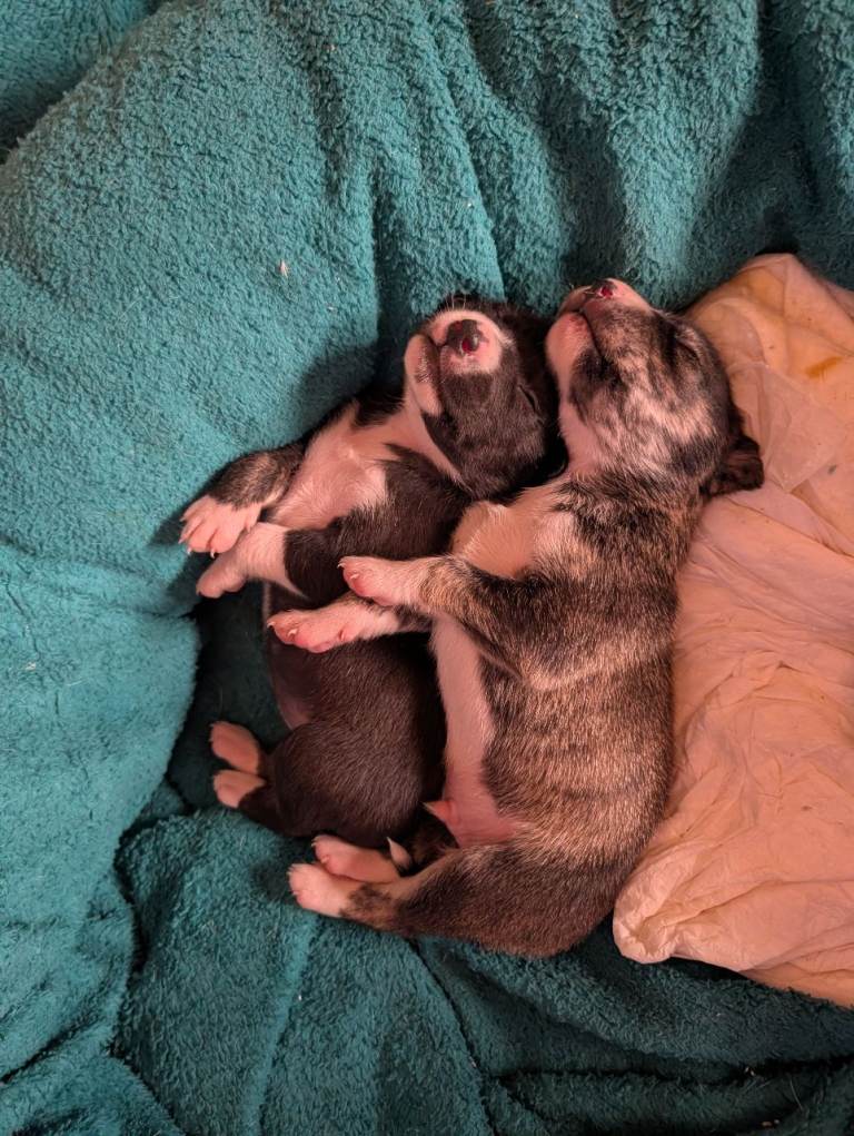 Puppies galore!!