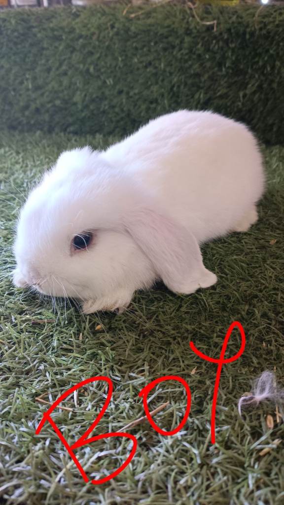 Mini lop