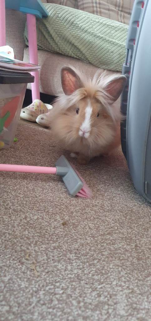 Georgest female lionhead 