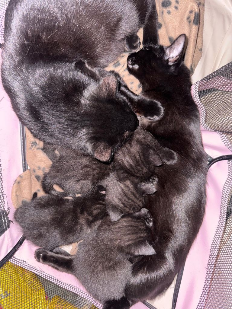 3 Black Kittens