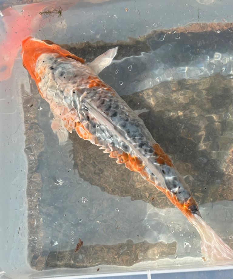 Koi all 4 fish £150