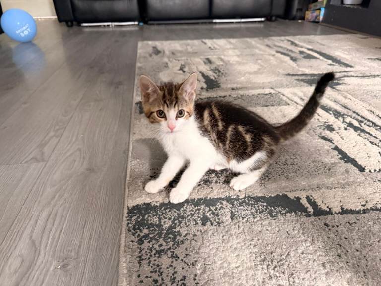 Kitten 
