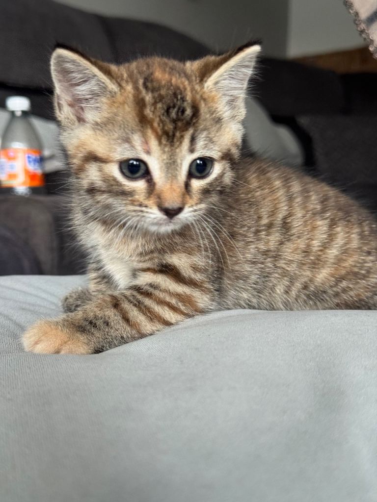 Brown Tabby Shorthair and Ginger Kitten