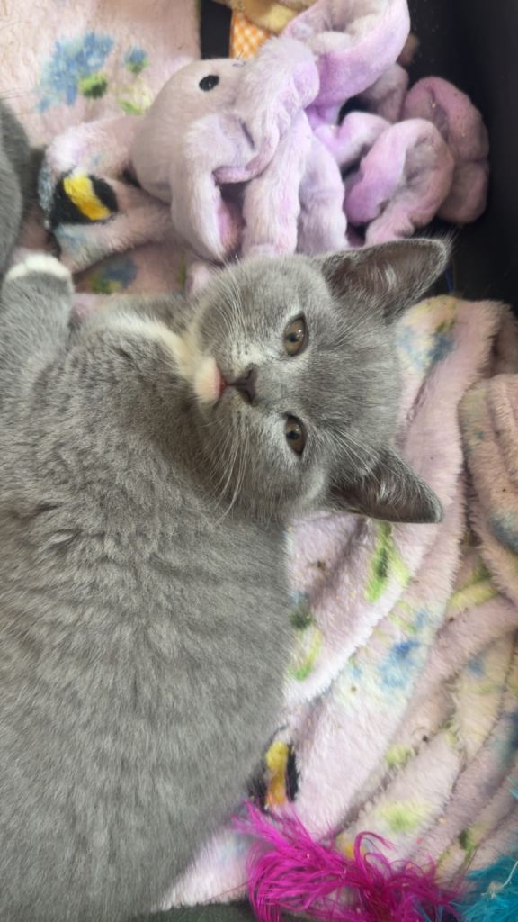 British shorthair kittens British blues ♥️