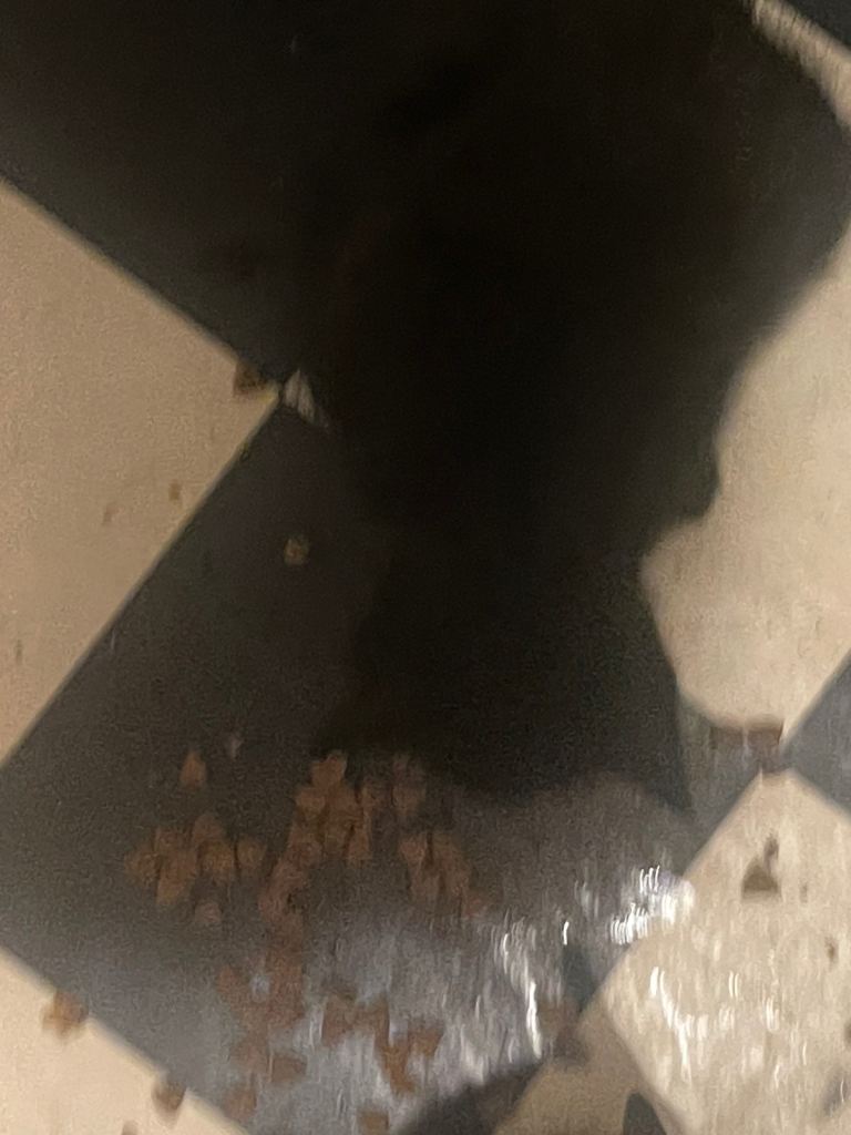 Kittens ready to meet their new owners 