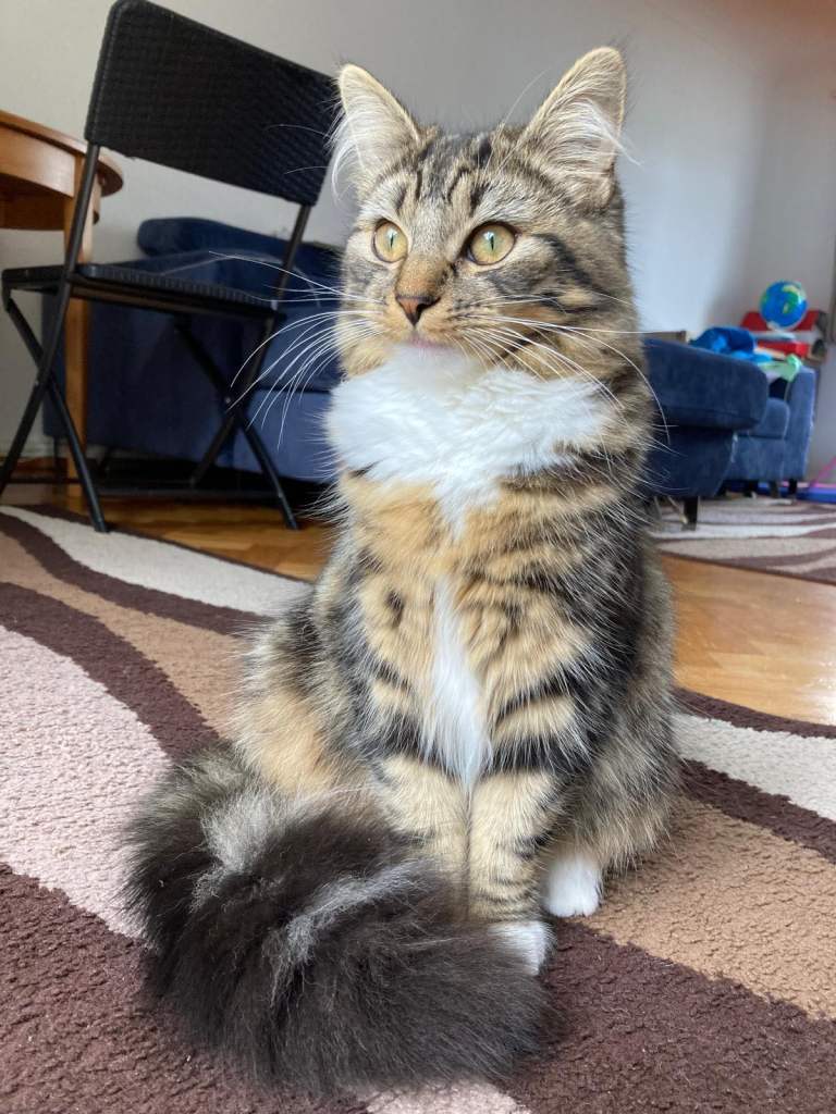 Female kitten 7 months old, Reading, Berkshire