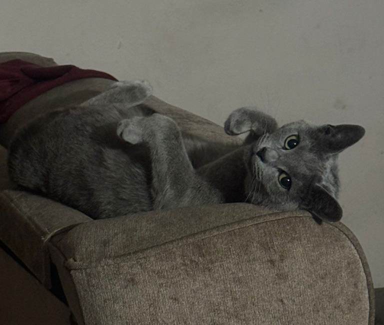 Russian blue for sale