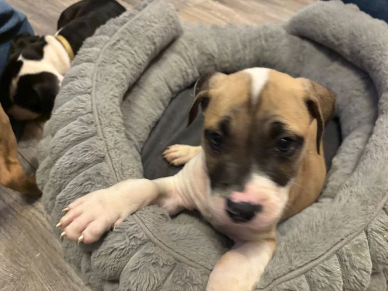 Presa canario x American bulldog 
