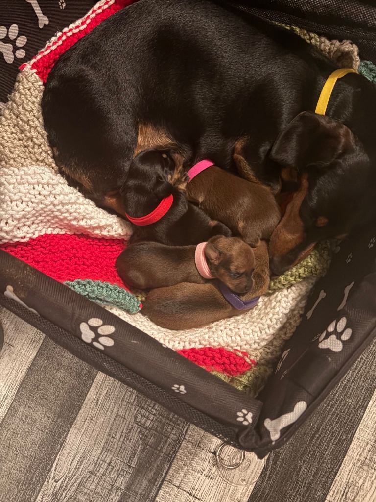 Miniature dachshund pups 