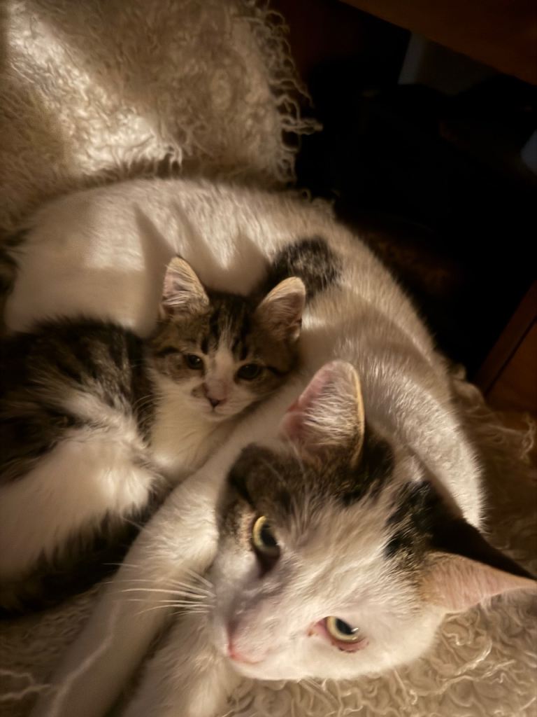 Cheap cats (6 months - 1.5 year) 