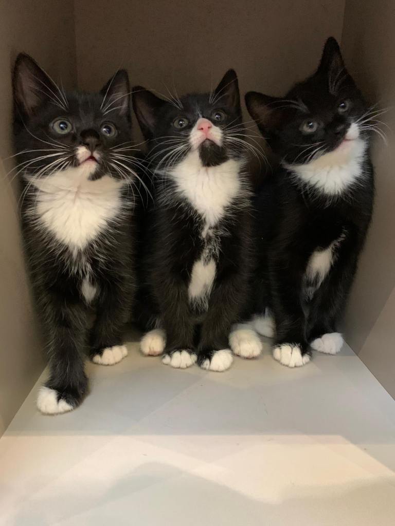 Tuxedo and black kittens 