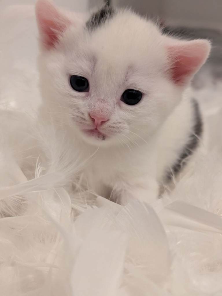 image for Beautiful female kitten 