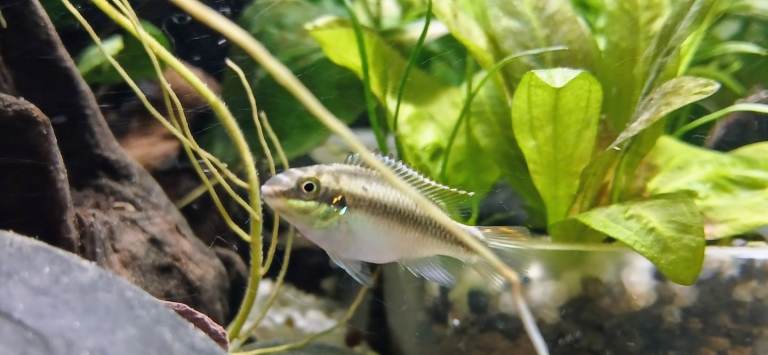  FREE Tropical Fish - Kribensis 