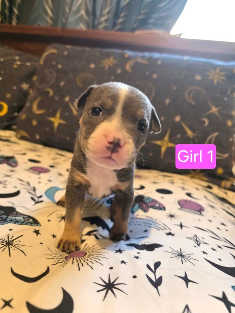 Staffordshire Bull Terrier Puppies - Female and Male