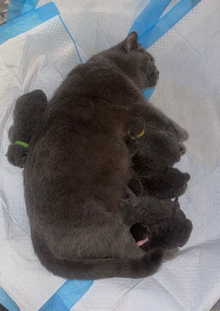 Purebred Certified Kittens Ready for Loving Homes