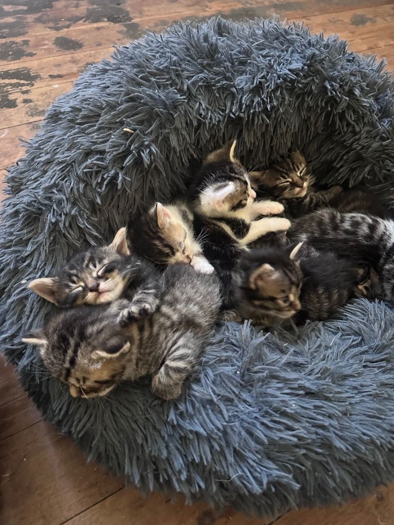8 Kittens… READY NOW!! Bengal x Ragdoll 