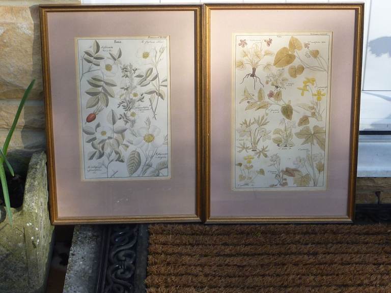Near Pair of Antique Botanical Engravings.