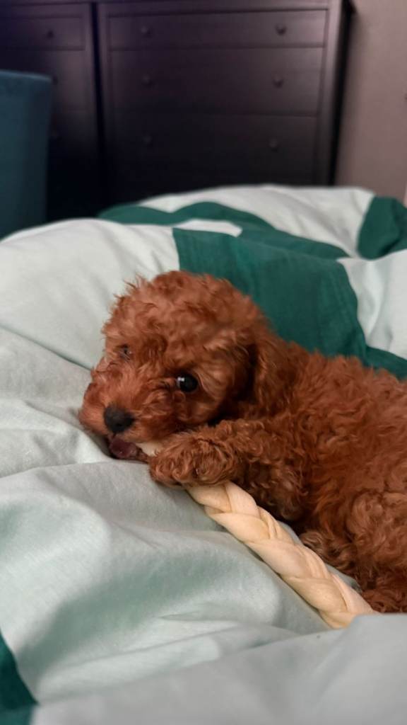 Red toy poodle