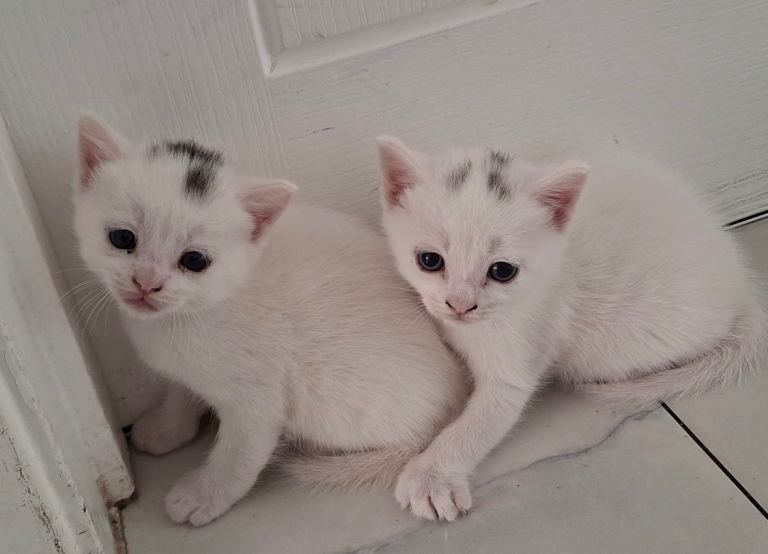 2 kittens for sale