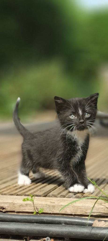 Kitten's looking for New home's 