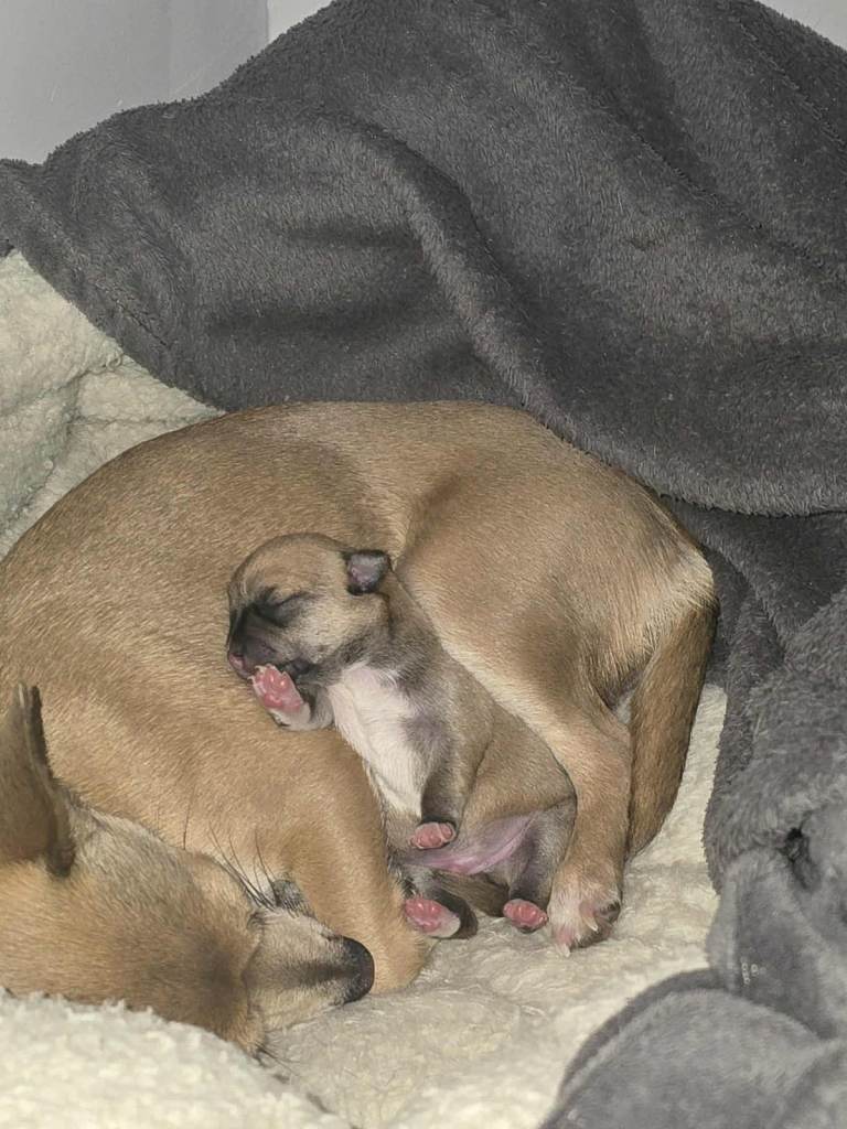 I am selling a 8 week old mini Chihuahua