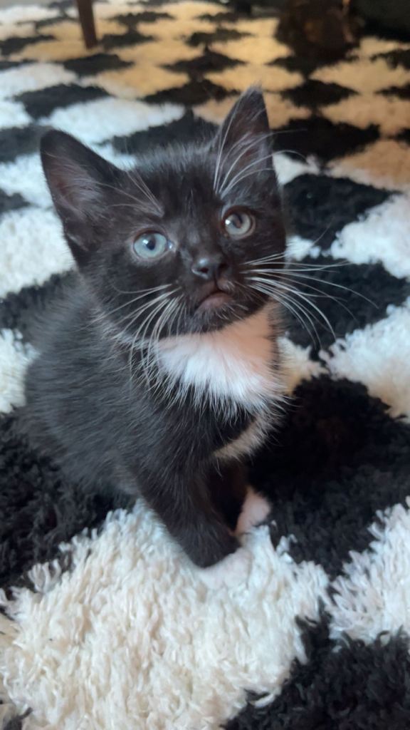Tuxedo male kitten