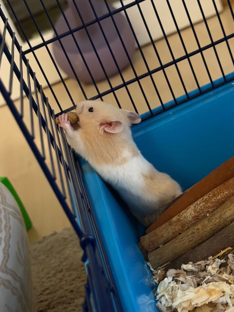 Hamster with all necessities 
