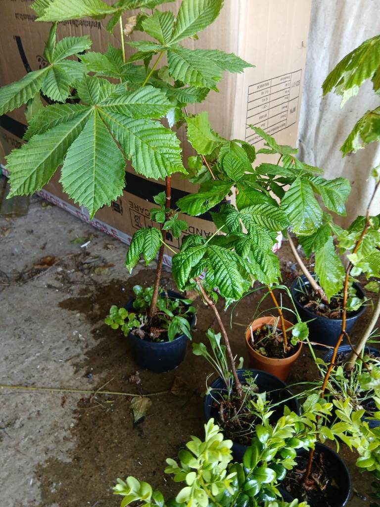 Conker tree saplings very healthy collection please..
