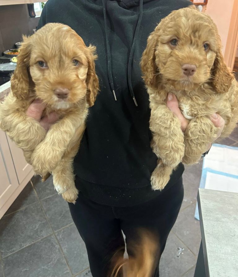 2x female cockapoo puppies