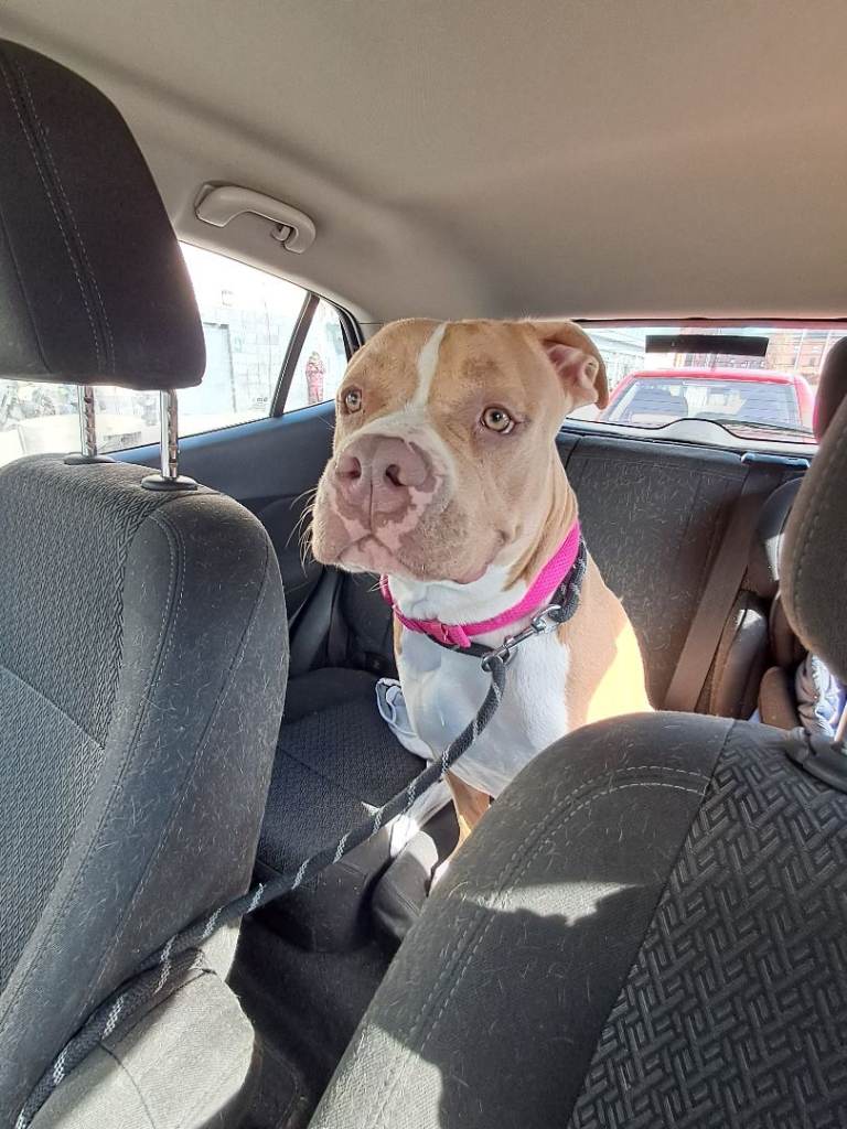 Amaricanbully female called cali 