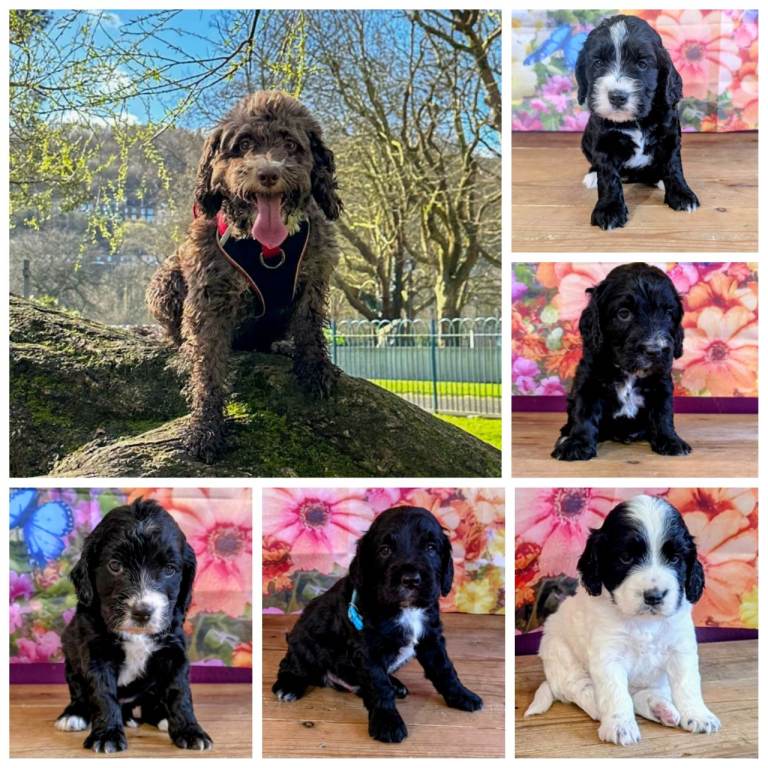 Sproodle Pups Looking For Their Forever Home