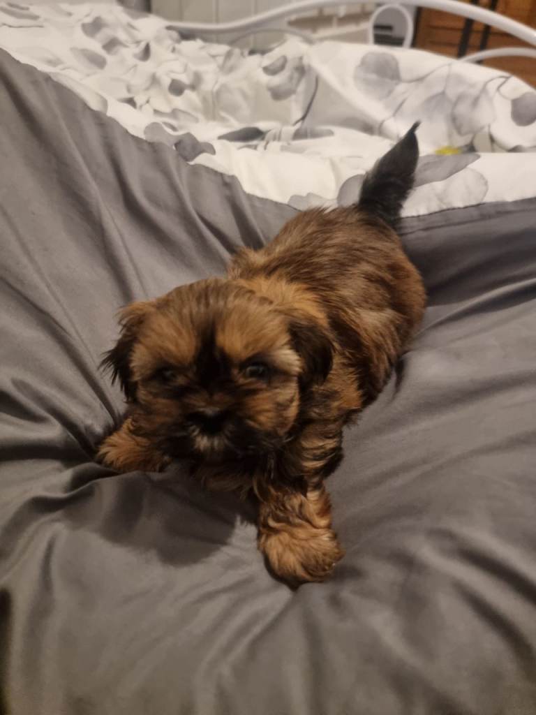 Shih tzu puppies
