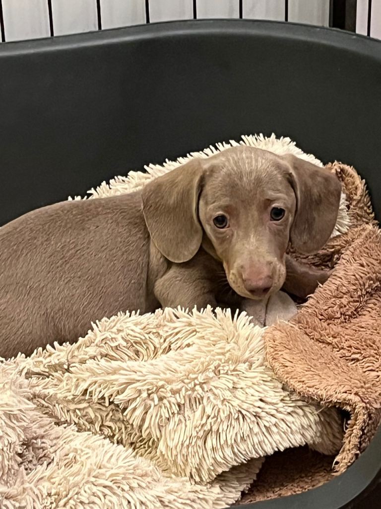 1 Miniature Isabella and tan dachshund  £800