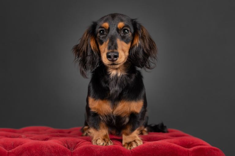 Female miniature long hair dachshund 