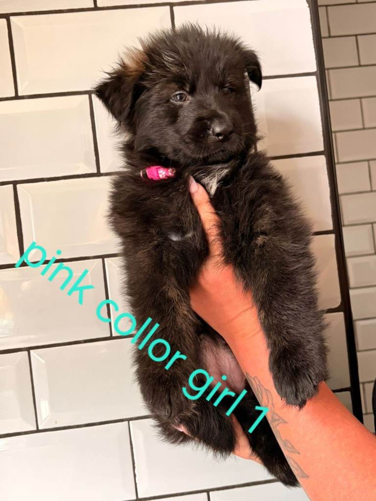 GERMAN SHEPHERD PUPPIES FOR SALE 